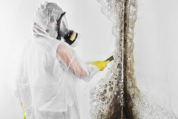 Best Attic Mold Removal  in La Grange Park, IL
