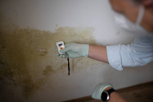 Best Black Mold Removal  in La Grange Park, IL