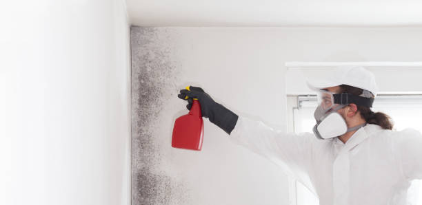 Best Residential Mold Removal  in La Grange Park, IL