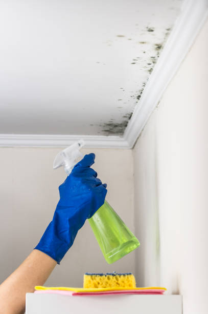 Mold Testing and Removal in La Grange Park, IL