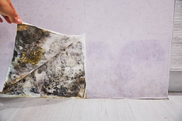 La Grange Park, IL Mold Removal Company